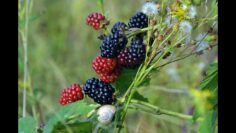 [ID: _YwjhtYCzuM] Youtube Automatic