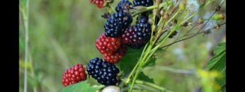 [ID: _YwjhtYCzuM] Youtube Automatic