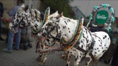 [ID: yJdci7ENC7M] Youtube Automatic