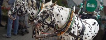 [ID: yJdci7ENC7M] Youtube Automatic