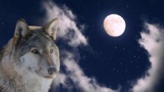 Privat: [ID: 6WFI7UqR-ss] Youtube Automatic