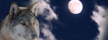 Privat: [ID: 6WFI7UqR-ss] Youtube Automatic