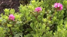 Privat: [ID: ATDpr0pcmOI] Youtube Automatic