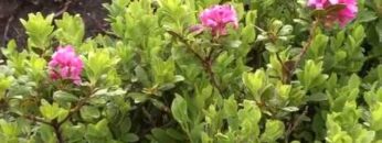 Privat: [ID: ATDpr0pcmOI] Youtube Automatic