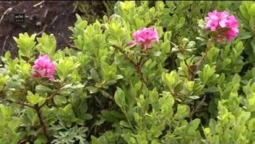 Privat: [ID: ATDpr0pcmOI] Youtube Automatic