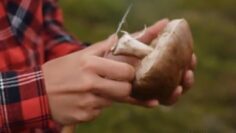 Privat: [ID: R0k1v4GN6qA] Youtube Automatic