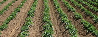 SPAR und Demeter gehen Partnerschaft ein